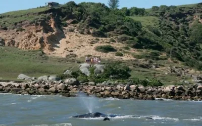 Observação de baleias em Imbituba: Presencie esse espetáculo pessoalmente