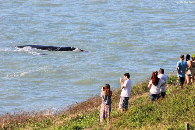 Primeiras baleias chegam a Santa Catarina